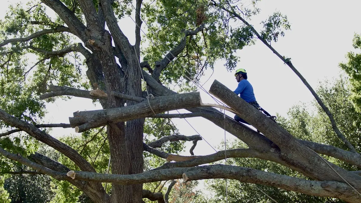 Professional Crown Thinning performed by certified arborists in Glenford