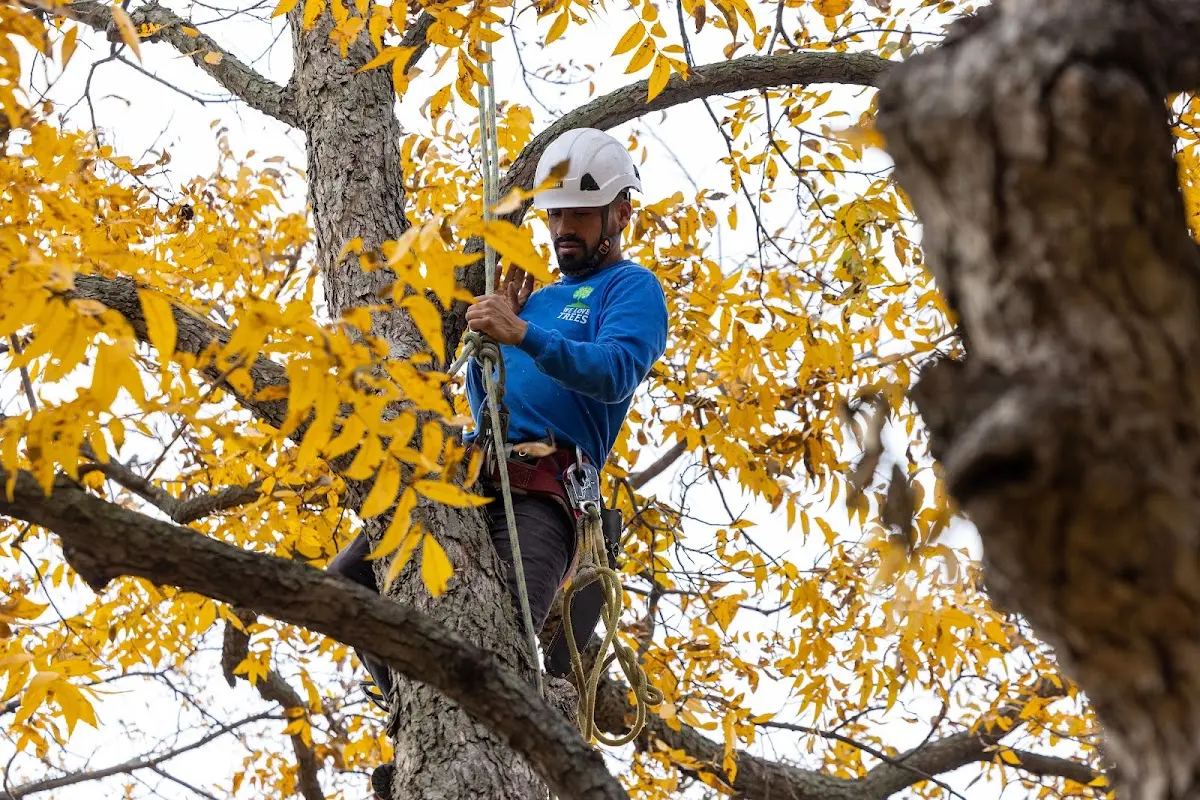 Skilled Tree Pruning crew working in Glenford