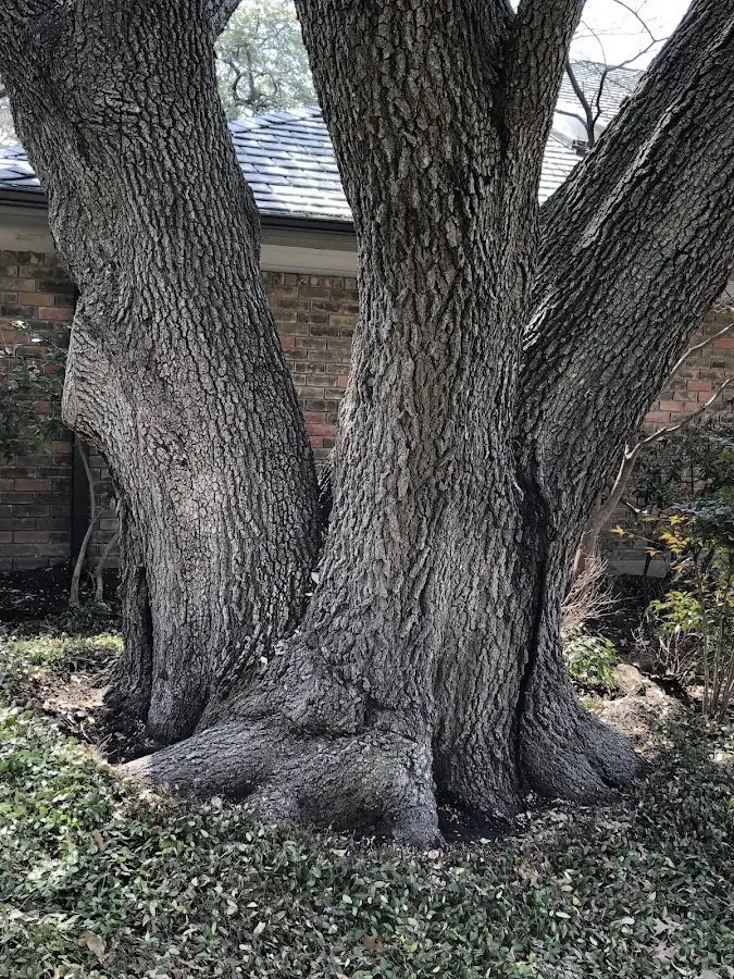 Mature heritage tree close to a Glenford property cared for by certified arborists
